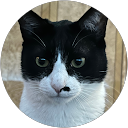 Sibel Firer profile picture